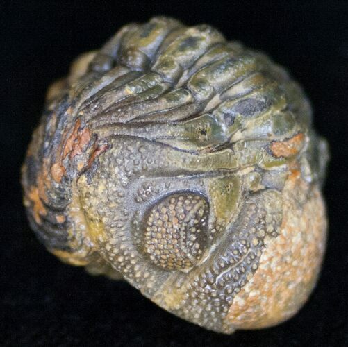 Bumpy, Enrolled Barrandeops (Phacops) Trilobite #11283